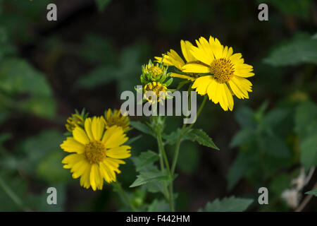 Verbesina Crownbeard encelioides, Golden, Golden Crown Bart, wachsende Freiwilliger in Oklahoma City, Oklahoma, USA. Stockfoto