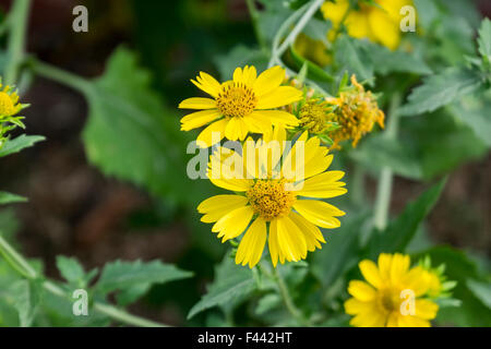 Verbesina Crownbeard encelioides, Golden, Golden Crown Bart, wachsende Freiwilliger in Oklahoma City, Oklahoma, USA. Stockfoto