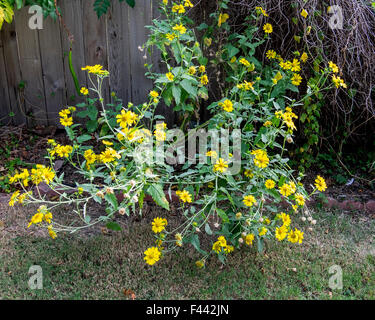 Verbesina Crownbeard encelioides, Golden, Golden Crown Bart, wachsende Freiwilliger in Oklahoma City, Oklahoma, USA. Stockfoto