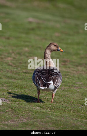 Saatgans (Anser Fabilis). Die Nominatform Form oder Rennen bekannt als Taiga westlichen oder Yellow-billed (Anser Fabilis Fabilis). Stockfoto