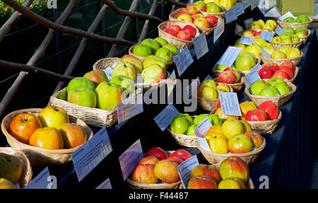Anzeige der Apfelsorten in Harlow Carr, Gärten der Royal Horticultural Society, nr Harrogate, North Yorkshire, England UK Stockfoto