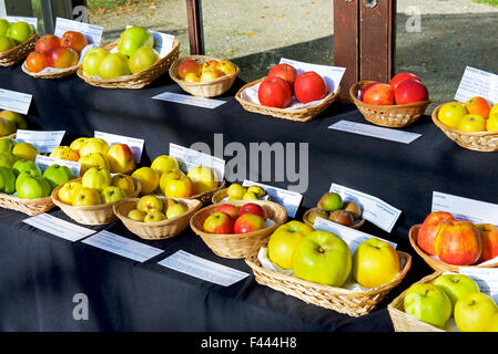 Anzeige der Apfelsorten in Harlow Carr, Gärten der Royal Horticultural Society, nr Harrogate, North Yorkshire, England UK Stockfoto