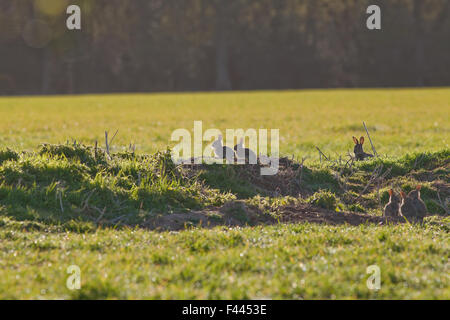 Junge Kaninchen Oryctolagus Cuniculus. Graben Sie in ein Labyrinth in einer ehemaligen entfernte Hecke am Rande einer gesäten Ackerfläche gegraben. Stockfoto