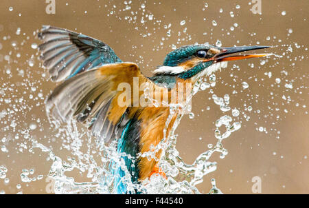 Kingfisher close-up wie es ergibt sich aus einem Tauchgang Stockfoto