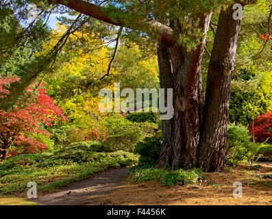 Harlow Carr, Gärten der Royal Horticultural Society, in der Nähe von Harrogate, North Yorkshire, England UK Stockfoto