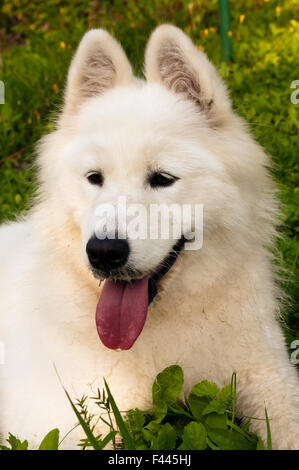 Close-up Portrait von weißen Samojeden Hund Stockfoto