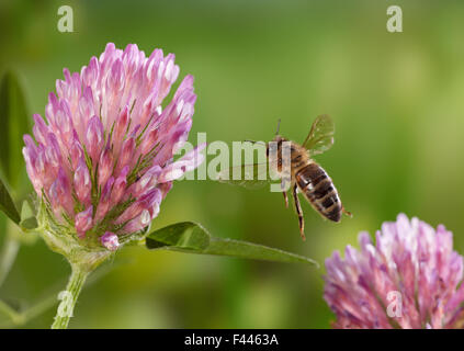 Honigbiene (Apis Mellifera) Massenermittlung aus Rotklee, kontrollierten Bedingungen. Stockfoto