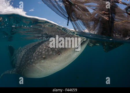 Walhai (Rhincodon Typus) ernähren sich von Fischen in der Nähe ein Fischerei-Gerät namens? Bagan?, eine stationäre Auslegerboot, mit einem Netz zwischen Ausleger und starkes Licht in der Nacht, Sardellen und Scad anzuziehen. Die Walhaie sind von Fisch angezogen, die discarde Stockfoto