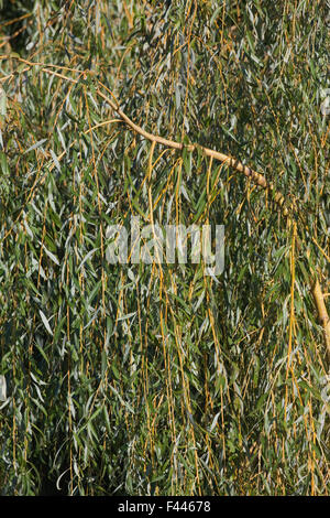 Weinende Weide (Salix X chrysocoma). Zweige. Hybrid zwischen S. Alba und S. Babylonica. Stockfoto