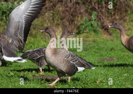 Pink-footed Gänse (Anser Brachyrhynchus). Profile von zwei Vögel Zentrum, mit einer räumlichen Auseinandersetzung geht links, ab zeigen offene Flügel Stockfoto