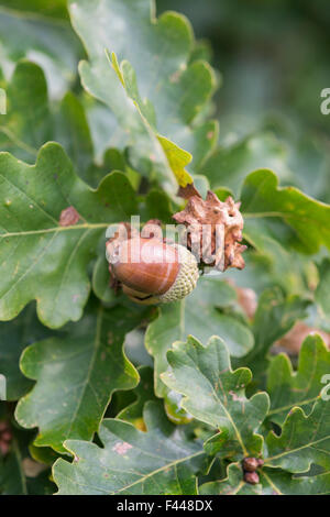 Quercus Robur. Knopper Gallen an die Reife Frucht Eichel von der Stieleiche Stockfoto