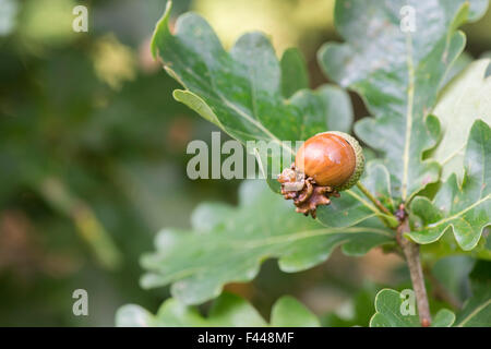Quercus Robur. Knopper Gallen an die Reife Frucht Eichel von der Stieleiche Stockfoto