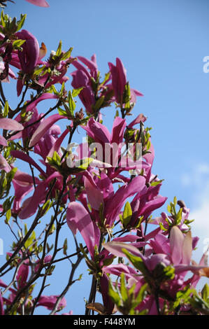 Purpur Magnolie Stockfoto