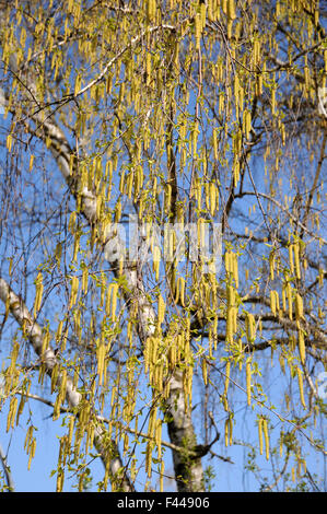 Silver birch Stockfoto