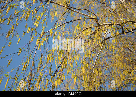 Silver birch Stockfoto