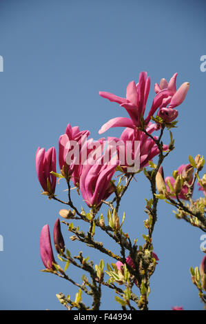 Purpur Magnolie Stockfoto