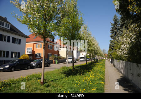Birnbäume, avenue Stockfoto