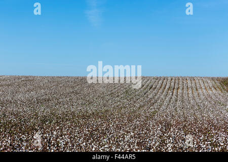 Baumwollfelder weiß mit reif für die Ernte reif Baumwolle Stockfoto