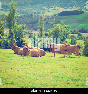 Kühe Stockfoto