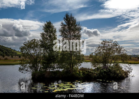 Bäume wachsen auf einem Hügel mitten im See Stockfoto