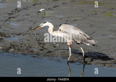 Great Blue Heron Fütterung auf ein Aal in einem küstennahen Feuchtgebieten. Stockfoto