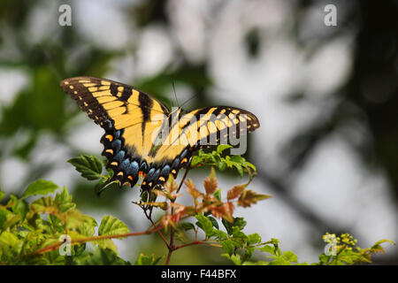 Eine weibliche östliche Tiger Schwalbenschwanz (Papilio Glaucus) thront auf einem kleinen Zweig. Stockfoto