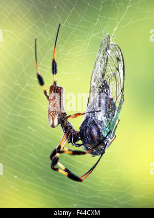 Eine weibliche Golden Orb-Seidenweberin im Web mit mit einer Zikade auf Beute. Stockfoto