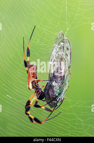 Eine weibliche Golden Orb-Seidenweberin im Web mit mit einer Zikade auf Beute. Stockfoto