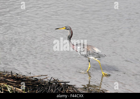 Eine dreifarbige Reiher waten in einem Küsten-Mündung Stockfoto