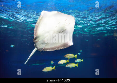 Manta Ray unter Wasser schweben Stockfoto