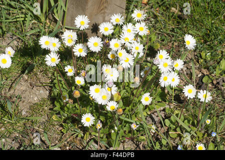 Daisy Stockfoto