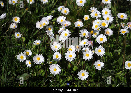 Daisy Stockfoto