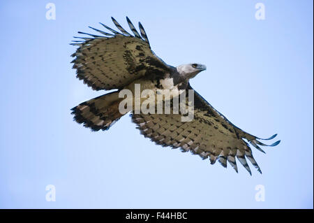 Weibliche Harpyie (Harpia Harpyja) im Flug. Zurück zu seinem Nest. Pousada Currupira d'Araras, Süd-west-Brasilien. Stockfoto