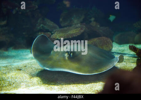 Manta Ray unter Wasser schweben Stockfoto