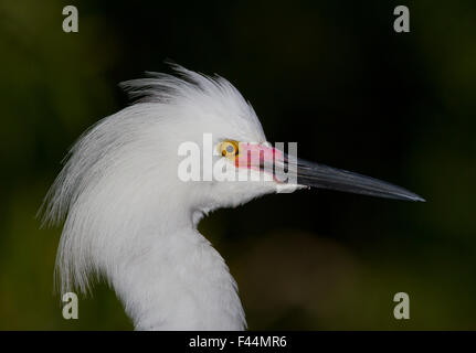 Porträt einer Snowy Reiher in Gatorland Orlando, Florida Stockfoto