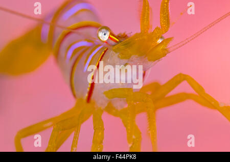 Ein Porträt der kleinen Candy Stripe Garnele (Lebbeus Grandimanus) vor seinen Host rosa Anemone (out of Focus wegen der Vergrößerung). Bräunung, Wand, Browning Pass, Port Hardy, Vancouver Island, British Columbia, Kanada. Nord Ost-Pazifik. Stockfoto