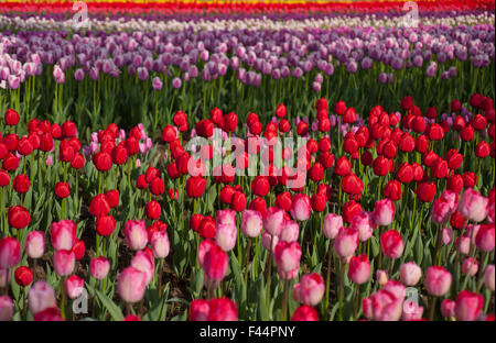 Bunte Tulpen Feld Stockfoto