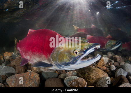 Gruppe von Sockeye Lachs (Oncorhynchus Nerka) in ihren Laich Fluss. Männchen im Vordergrund. Adams River, British Columbia, Kanada, Oktober. Stockfoto