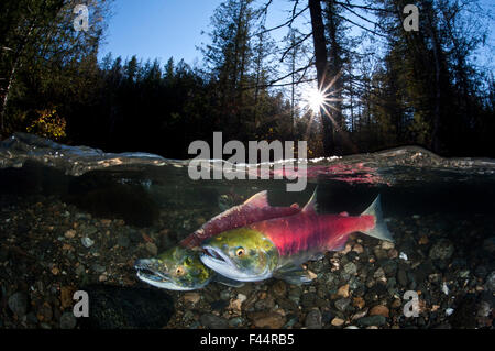 Paar von Sockeye Lachs (Oncorhynchus Nerka) auf ihre redd in einem seichten Bach. Vor männlich weiblich. Huihil Creek, Adams River, British Columbia, Kanada, Oktober. Stockfoto