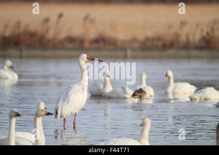 Sibirischer Kranich (Grus Leucogeranus) in japan Stockfoto