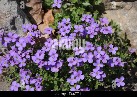 Pinards wallcress Stockfoto