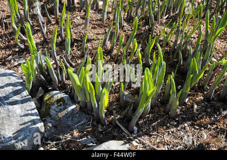 Hosta Stockfoto