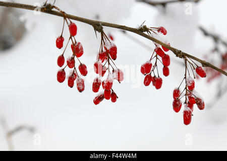 Berberitzen im Schnee Stockfoto