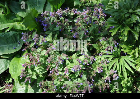 Longleaved Lungenkraut Stockfoto
