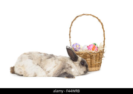 Flauschige Häschen mit Korb mit Ostereiern Stockfoto