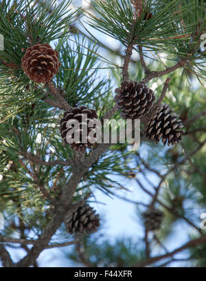 Pech-Kiefer (Pinus Rigida) Zapfen und Nadeln auf Niederlassungen in Massachusetts, USA. Stockfoto