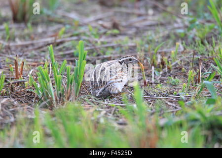 Japanische Wachteln (Coturnix Japonica) in Japan Stockfoto