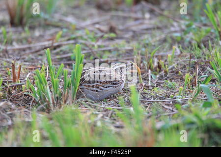 Japanische Wachteln (Coturnix Japonica) in Japan Stockfoto