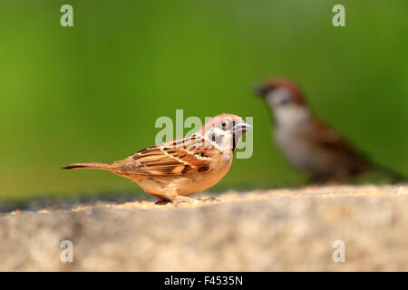 Eurasische Baum-Spatz (Passer Montanus) in Japan Stockfoto