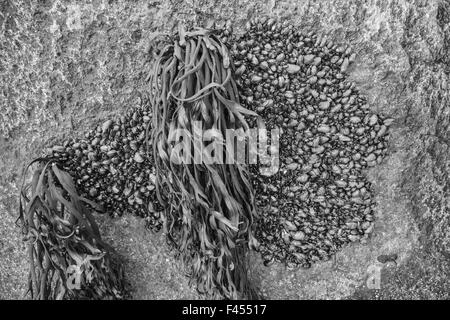 Seetang und Muscheln auf einem Felsen, Lofoten, Norwegen Stockfoto
